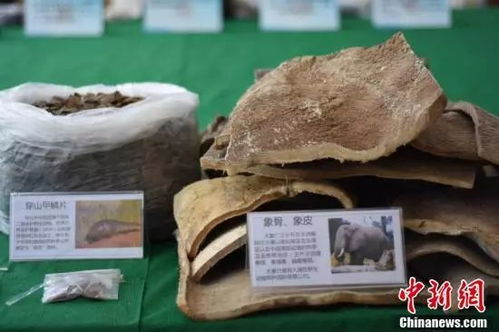 大單告破！廣西警方繳獲近三千萬元野生動物制品，守護生物多樣性刻不容緩